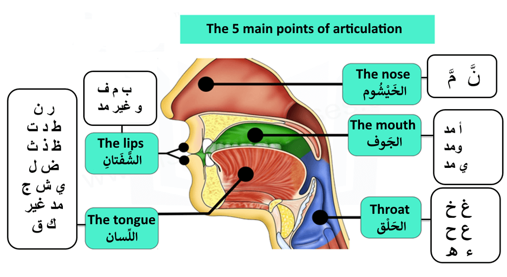 Learn-Quran-Reading-All-points-of-Articulation-Shaykhi-Academy-Learn-Arabic-and-Quran-Online-1