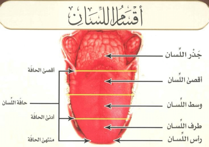 Learn-Quran-Reading-The-Third-Point-of-Articulation-the-tongue-Al-Lisan-Shaykhi-Academy-Learn-Arabic-and-Quran-Online-1